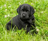 Abe/Garmin Pink Collar Black Female, Day 43. June 12, 2012