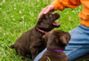 Abe/Garmin Pink collar chocolate female & Purple collar chocolate male, Day 43. June 12, 2012