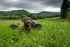 Abe/Garmin pups, Day 43. June 12, 2012