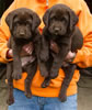 Abe/Garmin Chocolate males, Collar colors Purple & Green, Day 43. June 12, 2012