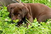 Abe/Garmin Purple Collar Chocolate Male, Day 43. June 12, 2012