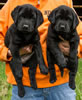 Abe/Garmin Black females, Collar colors Red & Pink, Day 43. June 12, 2012