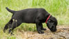 Abe/Garmin Red Collar Black Female, Day 43. June 12, 2012