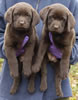 Abe/Google female pups, day 53. November 5, 2006. Collar colors (L) to (R): Pink & Happy Face