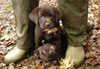Abe/Google pups, day 53. November 5, 2006. Happy Face female, sitting. Green male on ground
