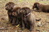 Abe/Google pups, day 53. November 5, 2006. (L) to (R): Green Print female, Blue male, and Blue Print female