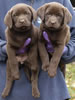 Abe/Google female pups, day 53. November 5, 2006. Collar colors (L) to (R): Red Print & Green Print