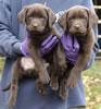 Abe/Google male pups, day 53. November 5, 2006. Collar colors (L) to (R): Red & Green