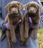Abe/Google male pups, day 53. November 5, 2006. Collar colors (L) to (R): Blue & Purple