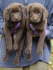 Abe/Google female pups, day 53. November 5, 2006. Collar colors (L) to (R): Blue Print & Zebra