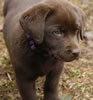 Abe/Google Purple male, day 53. November 5, 2006