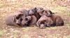 Int CH Merganser's Abram Tank MH X Merganser's Google pups, age 8 weeks, November 9, 2006