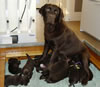 Google and pups, day 14. September 27, 2006. This litter has been sold.