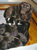 Google and pups, day 6. September 19, 2006. This litter has been sold.