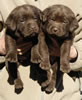 Abe/Google male pups, day 27, October 11, 2006. Collar colors (L) to (R): Green & Blue