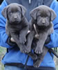 Abe/Google male pups, day 38, October 22, 2006. Collar colors (L) to (R): Green & Blue