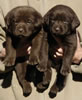 Abe/Google female pups, day 27, October 11, 2006. Collar colors (L) to (R): Green Print & Blue Print
