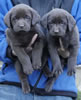 Abe/Google female pups, day 38, October 22, 2006. Collar colors (L) to (R): Green Print & Blue Print
