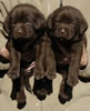 Abe/Google female pups, day 27, October 11, 2006. Collar colors (L) to (R): Happy Face & Pink