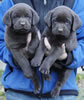 Abe/Google female pups, day 38, October 22, 2006. Collar colors (L) to (R): Happy Face & Pink