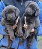 Abe/Google female pups, day 38, October 22, 2006. Collar colors (L) to (R): Red Print & Zebra