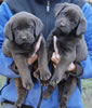 Abe/Google female pups, day 38, October 22, 2006. Collar colors (L) to (R): Red Print & Zebra