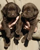 Abe/Google male pups, day 27, October 11, 2006. Collar colors (L) to (R): Red & Purple