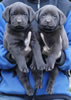 Abe/Google male pups, day 38, October 22, 2006. Collar colors (L) to (R): Red & Purple