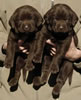 Abe/Google female pups, day 27, October 11, 2006. Collar colors (L) to (R): Red Print & Zebra