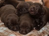 Abe/Jeanine Pups, Day 14. May 12, 2019. Eyes opened today!