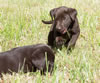 Abe x Jeanine Pups, Day 43. June 10, 2019