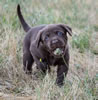 Abe/Jeanine pup, Day 32. July 20, 2020