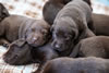 Abe x Jeanine pups, Day 16. July 4, 2020