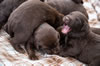 Abe x Jeanine pups, Day 16. July 4, 2020