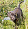 Abe/Jeanine pups, Day 45. August 4, 2020