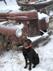 Gus, a pup from Abe x Jeanine 2019 litter, hunting with his family near Missoula, MT