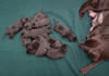 Abe x Jeanine pups, Day 10. February 11, 2021.