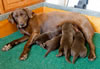 Abe/Layla pups, Day 16. May 14, 2010