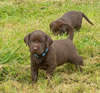 Abe/Layla Blue collar male, Day 33. May 31, 2010