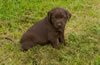 Abe/Layla Pink collar female, Day 33. May 31, 2010