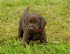 Abe/Layla Red collar female, Day 33. May 31, 2010