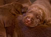 Abe/Layla pups, Day 11. May 9, 2010