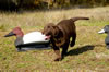 This chocolate male available, age 8 weeks.