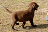 This chocolate male available, age 8 weeks.