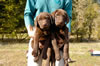 These chocolate males available, age 8 weeks.