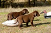 These chocolate males available, age 8 weeks.