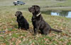 Int CH Merganser's Abram Tank MH with a six month old son from a previous Abe/Maeve litter