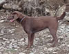 Chocolate female, age 12 months