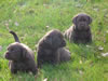 Tully puppies