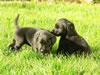 Black pups at age five weeks